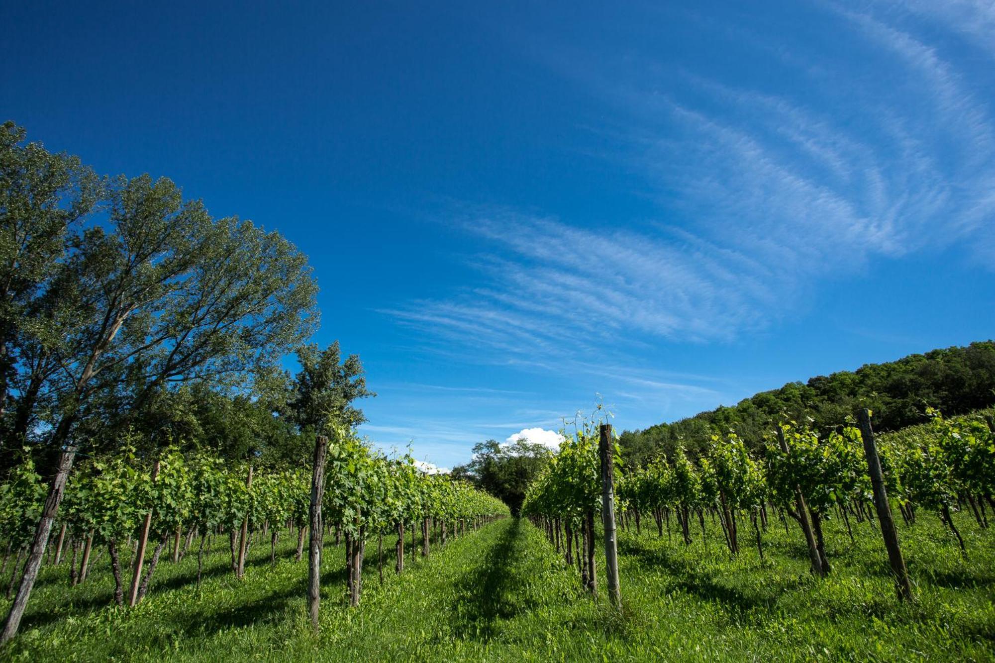 Azienda Agricola Moschioni ชิวีดาเล เดล ฟรีอูลี ภายนอก รูปภาพ
