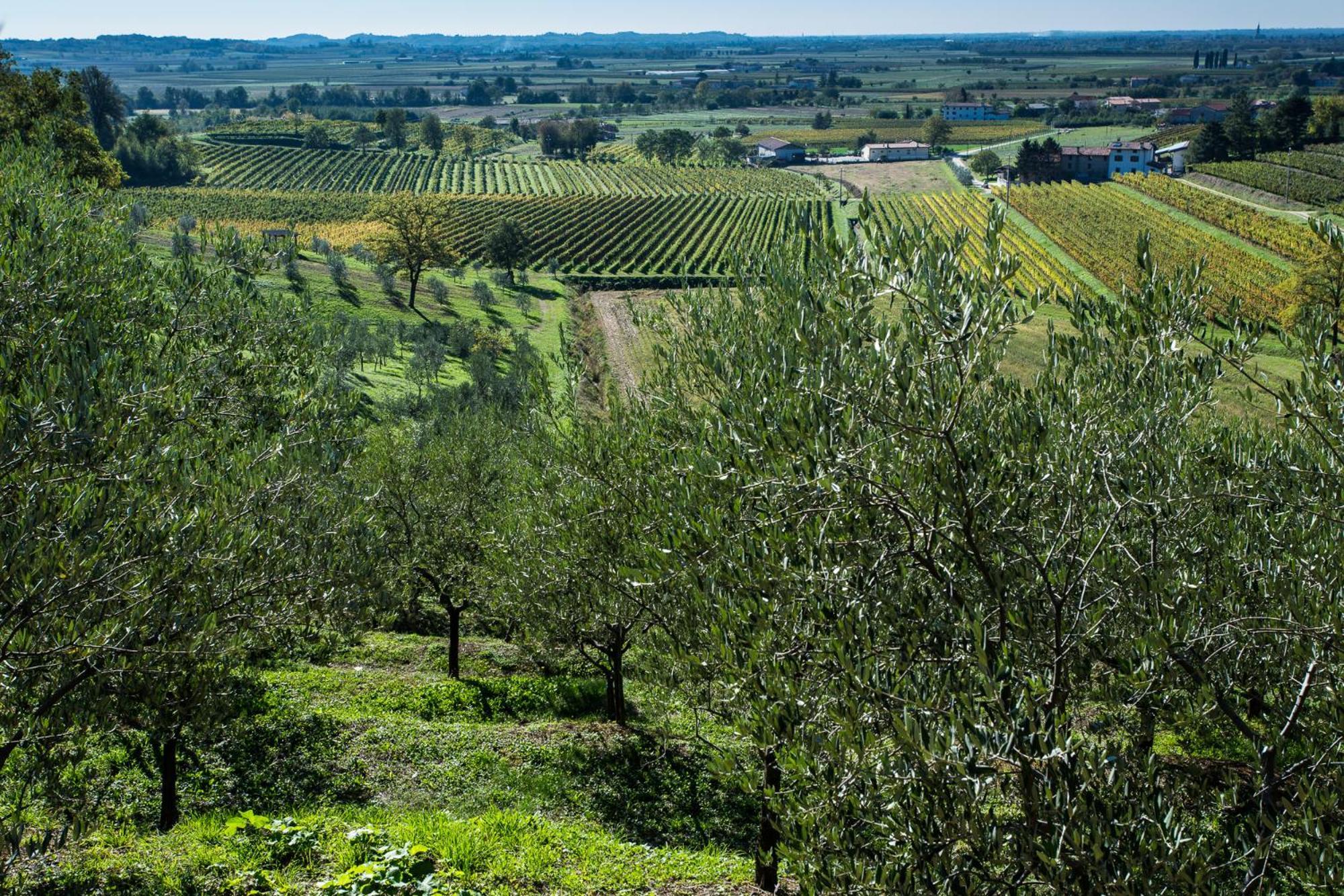 Azienda Agricola Moschioni ชิวีดาเล เดล ฟรีอูลี ภายนอก รูปภาพ
